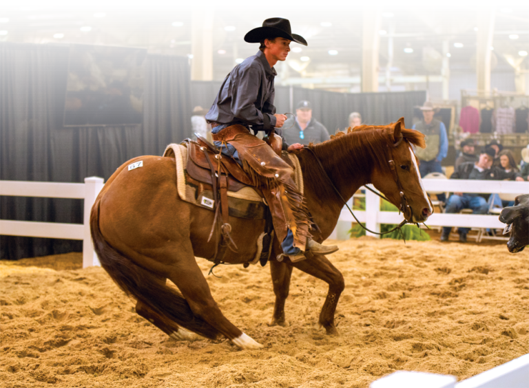 Sale Schedule Triangle Horse Sales