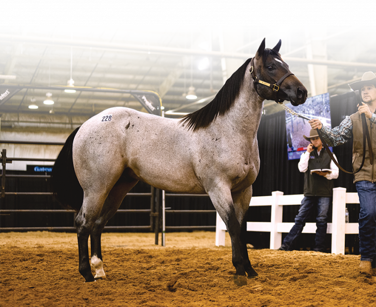 News Winter Sale 2024 Triangle Horse Sales